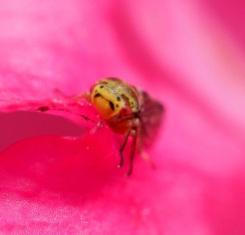 Oncopsis sp.